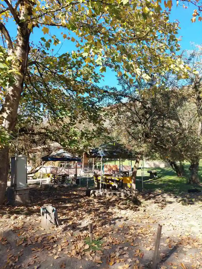 جنگل جوام در پاییز