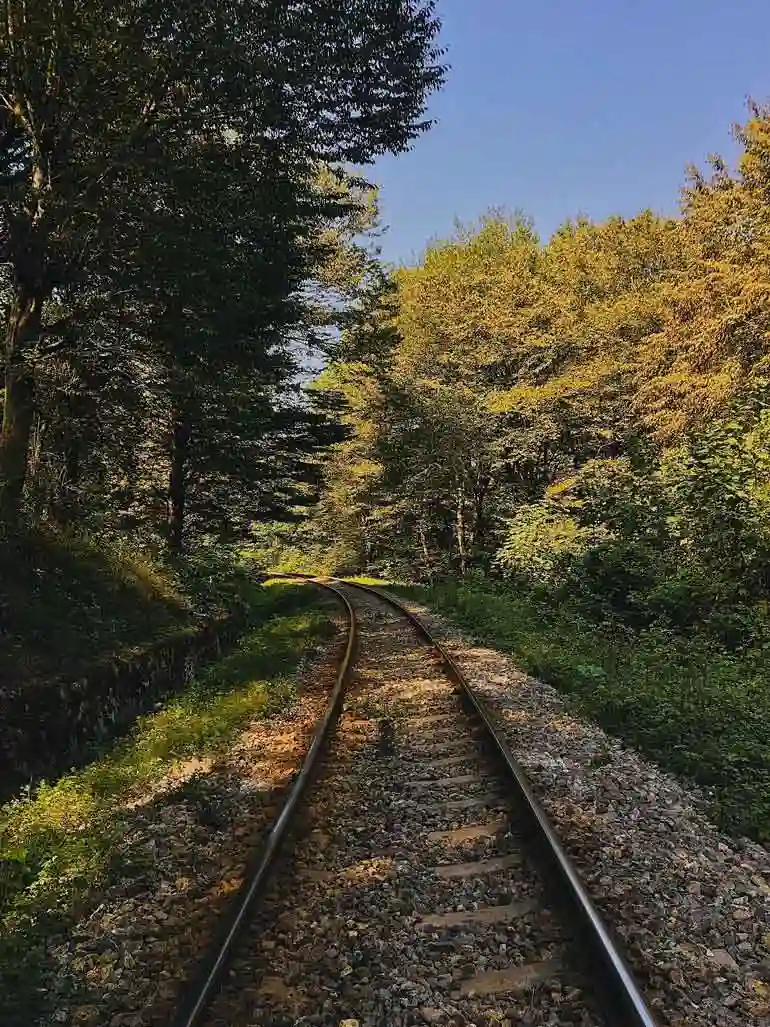 جنگل جوارم مازندران