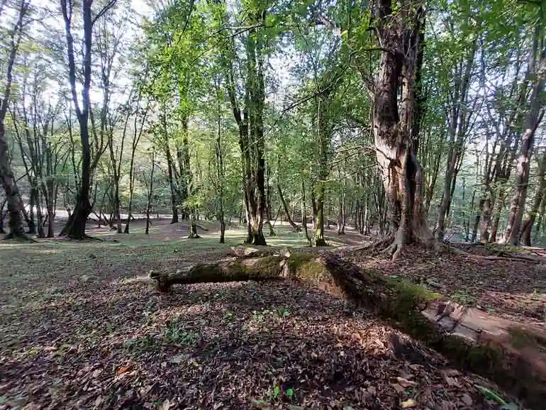 تفریحات پارک جنگلی جوارم 