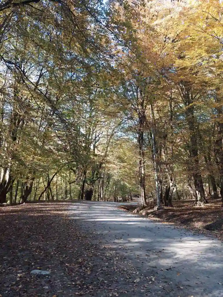 پارک جنگلی جوارم کجاست؟