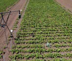 بهره‌برداری از ۲۰۵ طرح صنایع تبدیلی و تکمیلی در هفته دولت/ جذب ۲.۵ میلیون تن ماده خام هفته دولت