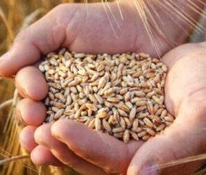 طلب گندمکاران تا پایان هفته تسویه می‌شود