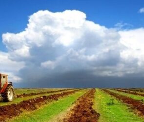 تورم سالانه گروه زراعت ۱۱.۸ درصد اعلام شد