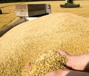 اختلال در کشت پاییزه گندم به دلیل بدهی ۴۰همتی دولت/ کاهش سهمیه سوخت کشاورزان