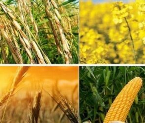 خودکفایی ۱۰۰ درصدی ۵ محصول اساسی در برنامه هفتم دست‌یافتنی است