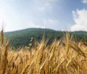 واردات گندم به صفر رسید