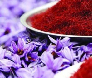 ۸۰ درصد زعفران تولیدی صادر می‌شود