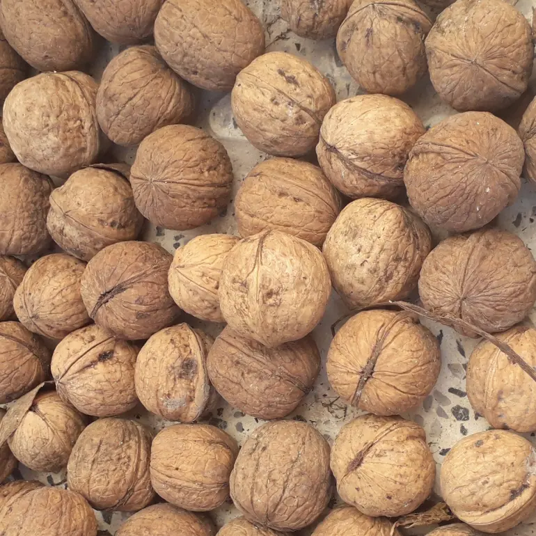 سوغات سمنان؛ از سمنان سوغاتی چی بخریم؟ 20 گردوی شهمیرزاد