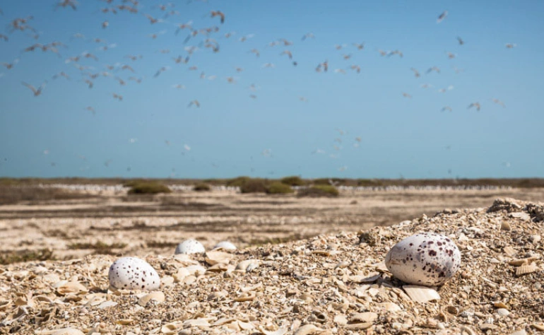 جزیره نخیلو کنگان