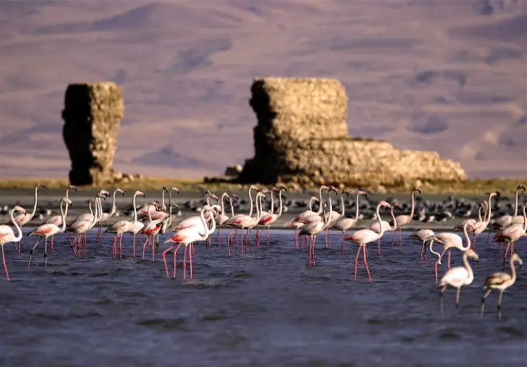 پوشش گیاهی و جانوری دریاچه ارومیه