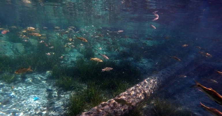 چشمه سبزپوشان حاجی آباد