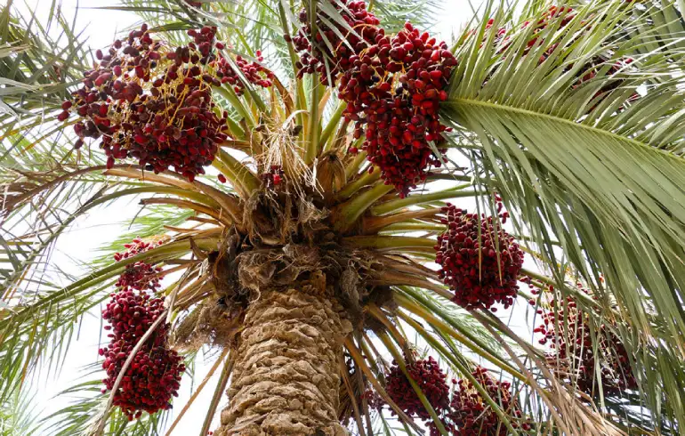 سوغات بندر جاسک