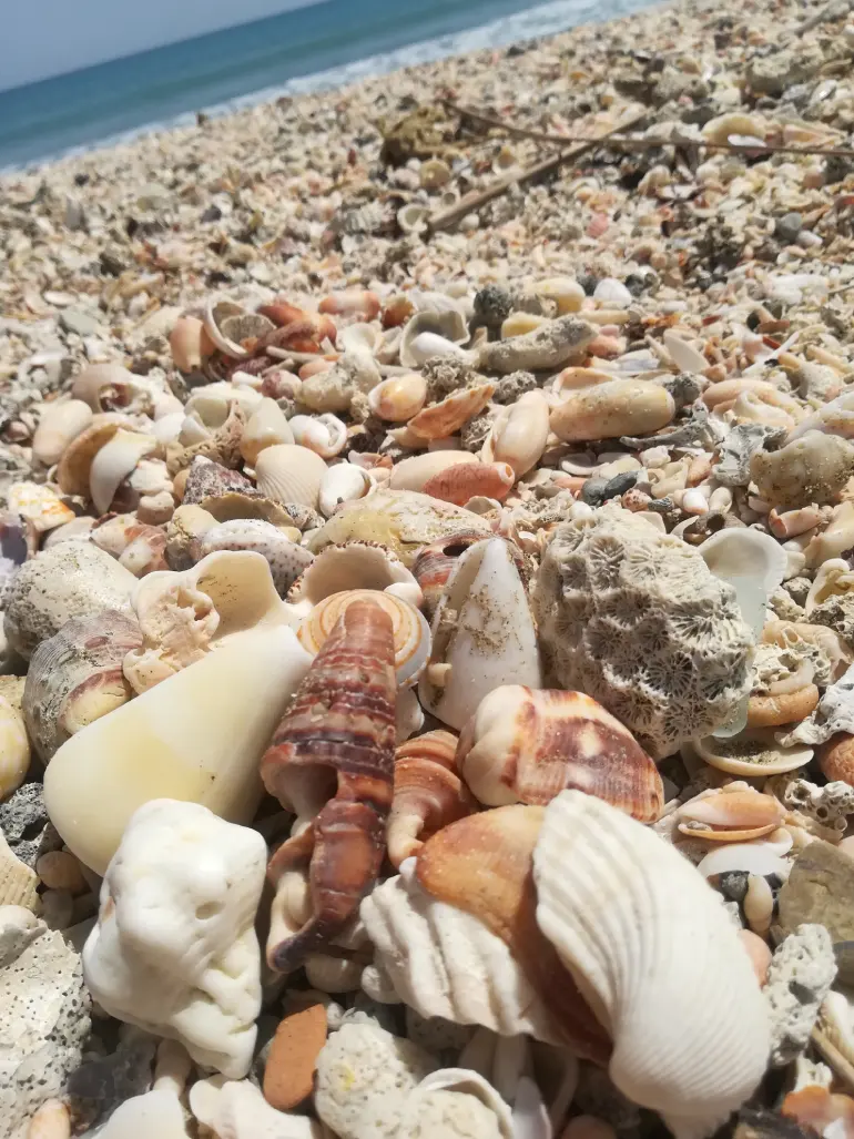 راهنمای سفر به بندر جاسک