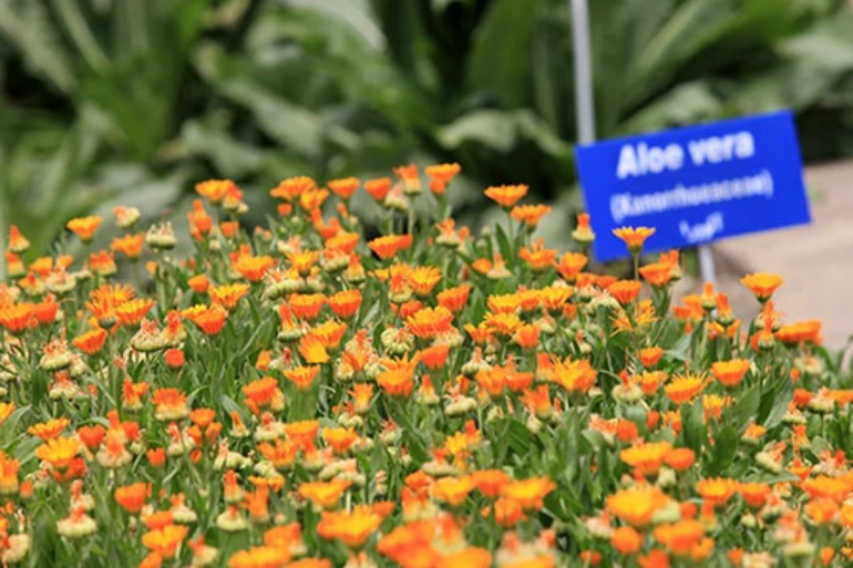 کلکسیون باغ گیاهان دارویی