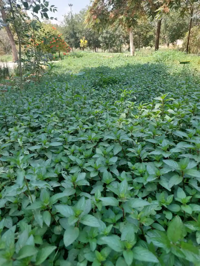 باغ گیاهشناسی مشهد