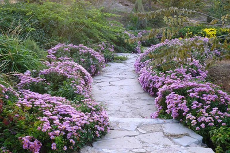 نمایشگاه گل های داوودی باغ مشهد