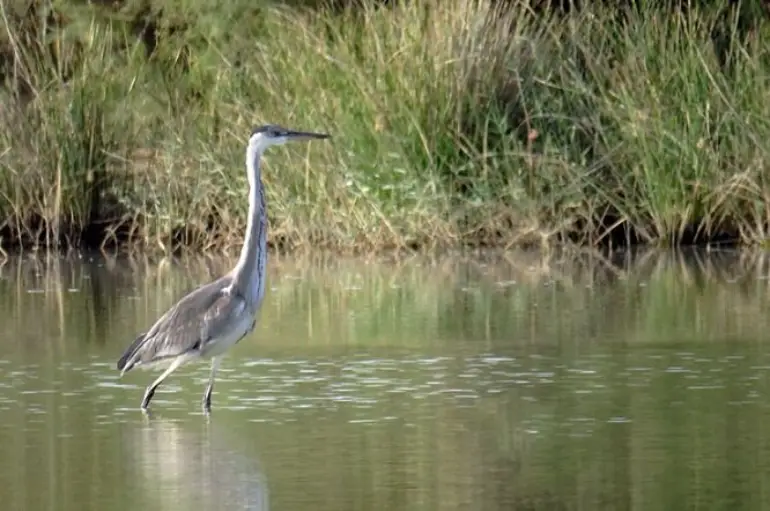 جاهای دیدنی جزیره شیف
