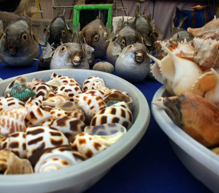 سوغات جزیره شیف