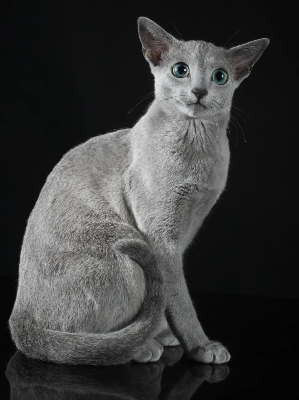 زیباترین گربه جهان انتخاب شد/ عکس