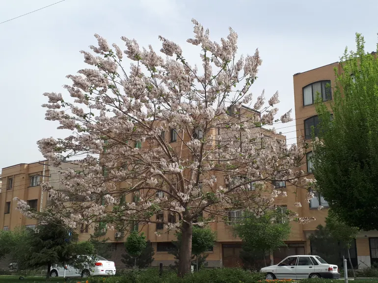 راهنمای سفر به ایرانشهر