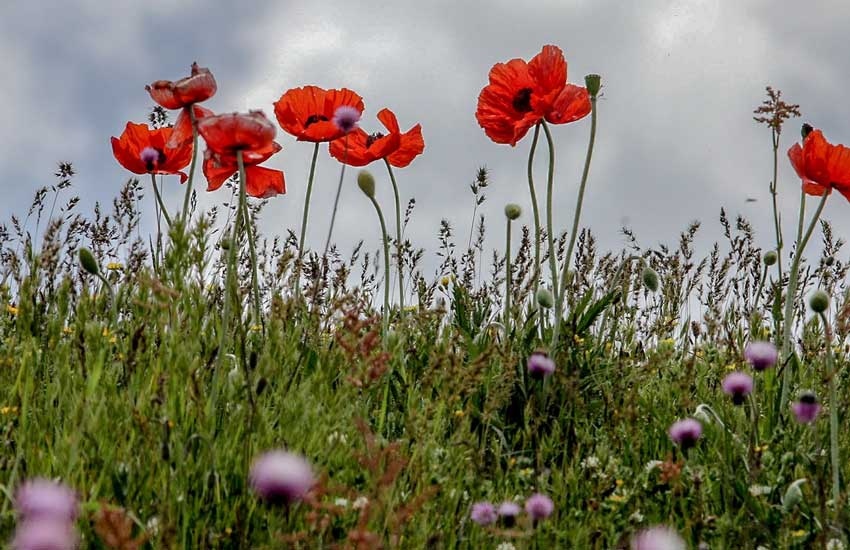 ییلاق از جاهای دیدنی تالش