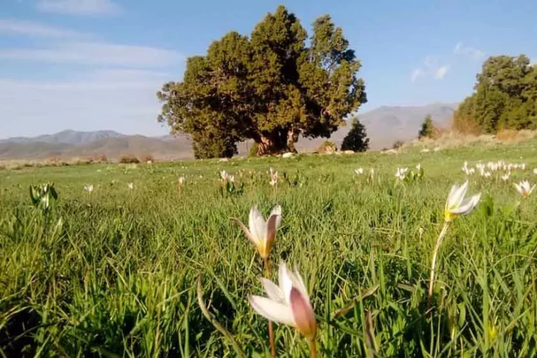 منطقه ساردوئیه