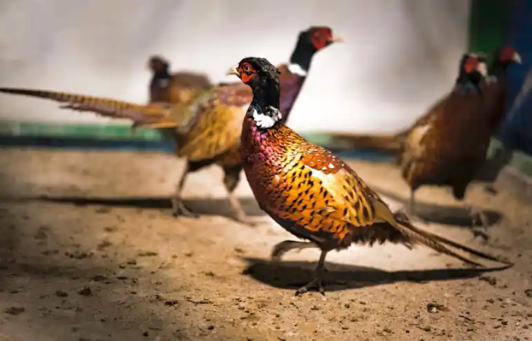 پرندگان مختلف باغ پرندگان مشهد