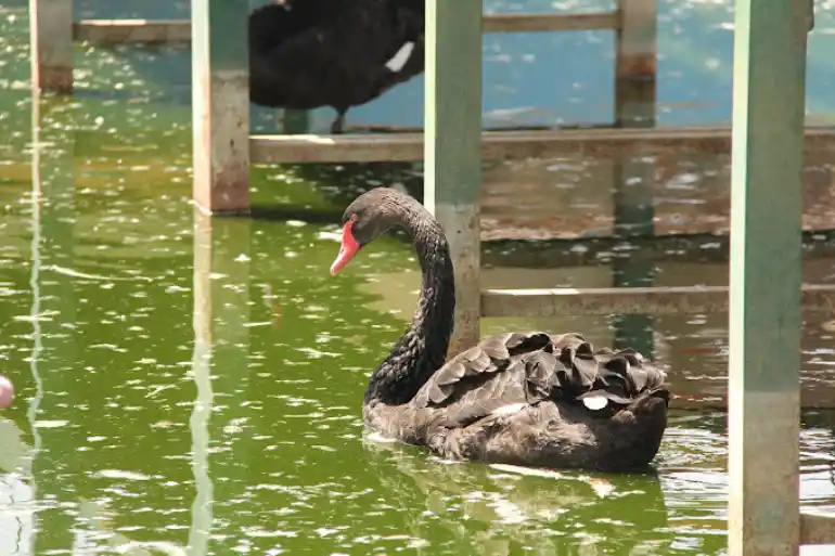 پرندگان مختلف باغ پرندگان مشهد