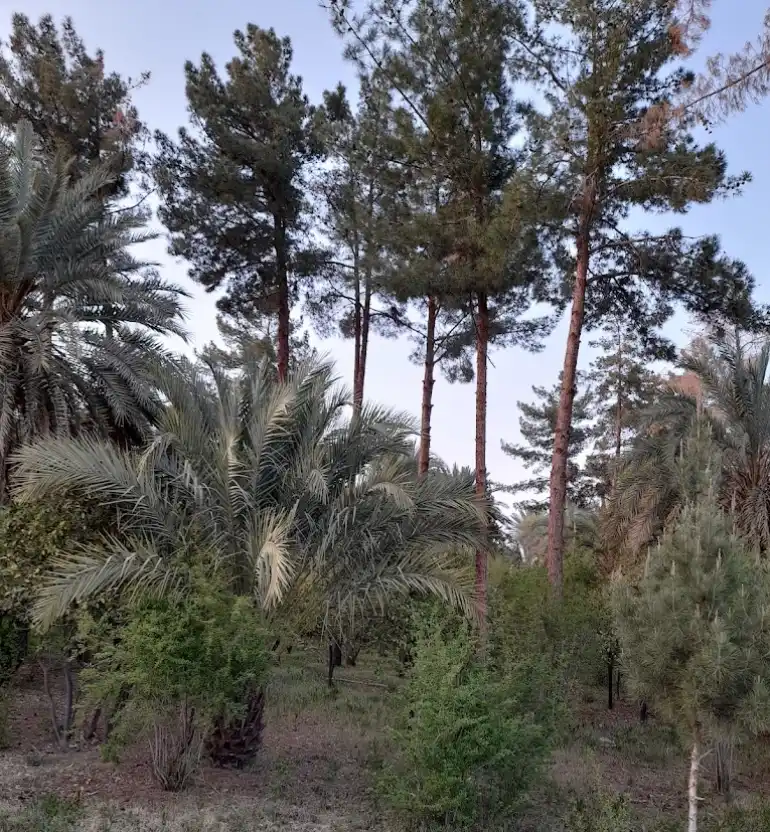 باغ گلشن طبس