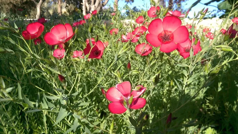 - تزیینات باغ و عمارت