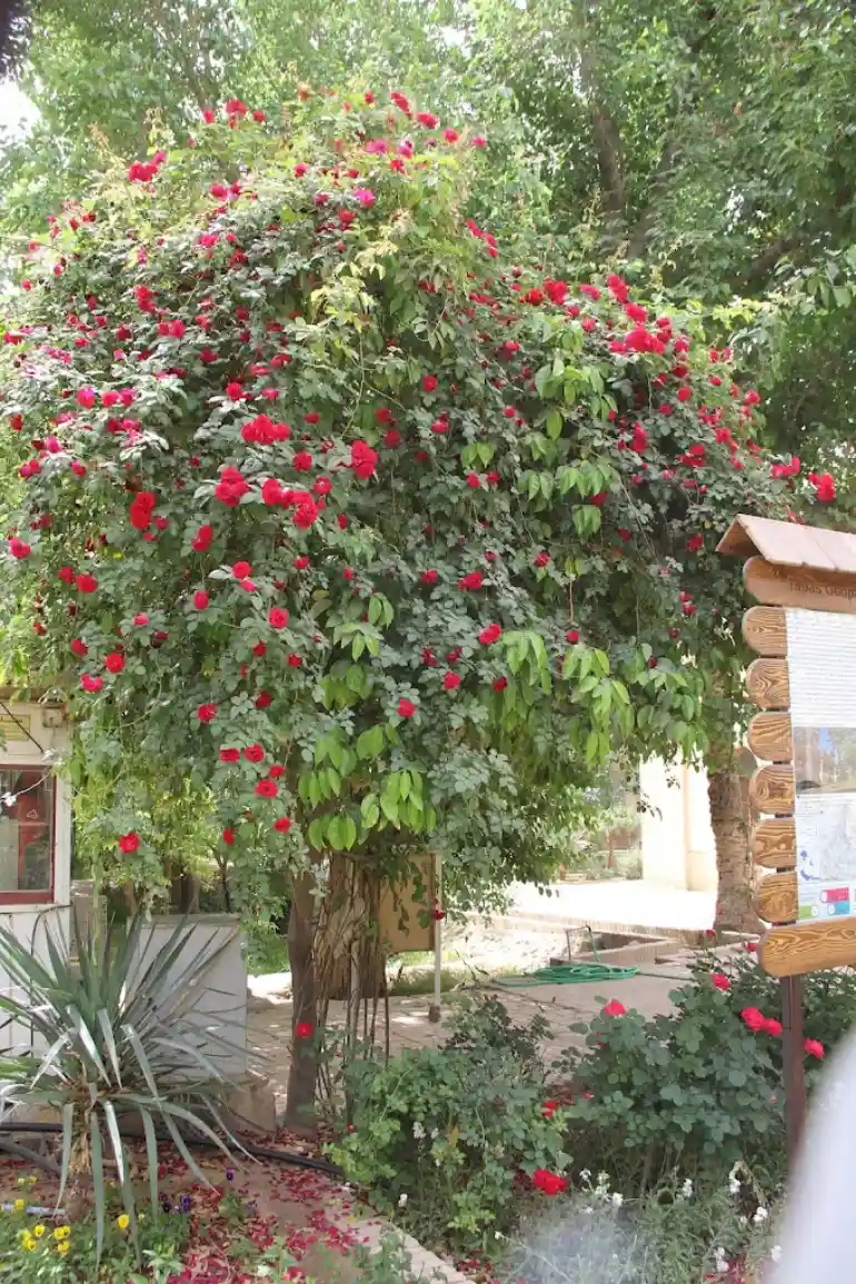 تزیینات باغ و عمارت