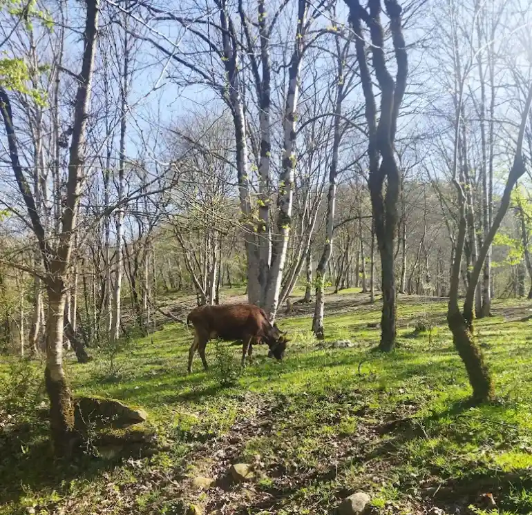 پوشش گیاهی و جانوری آبشار ترز