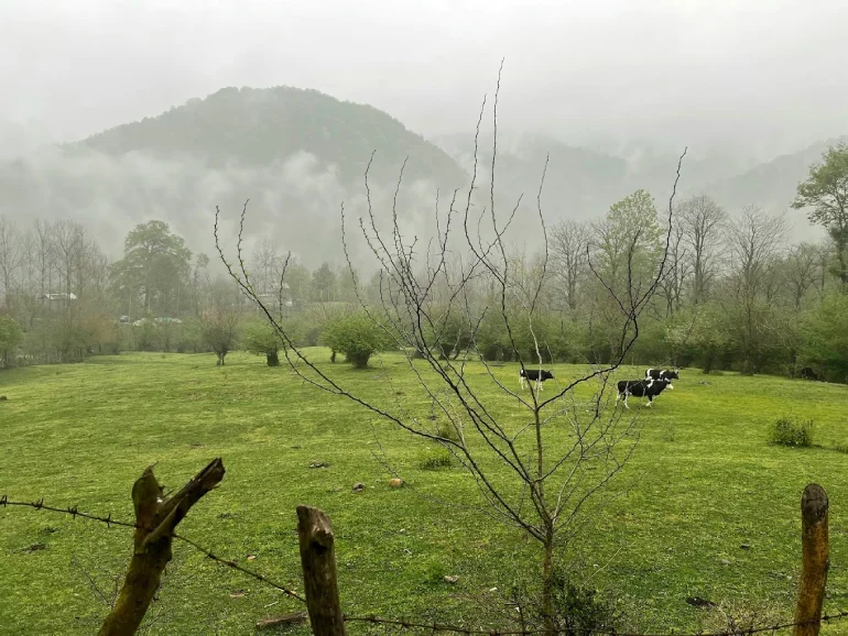 پوشش گیاهی و جانوری آبشار ترز