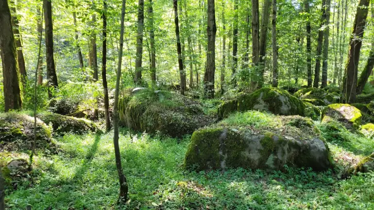 پوشش گیاهی و جانوری آبشار اسکلیم