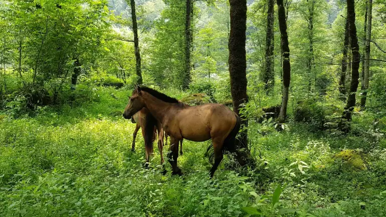 پوشش گیاهی و جانوری آبشار اسکلیم