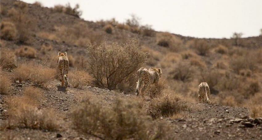 پناهگاه حیات وحش نایبندان