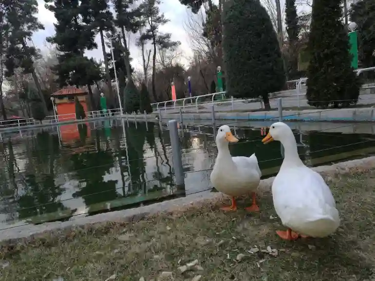 باغ وحش مشهد