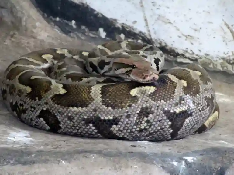 باغ وحش مشهد