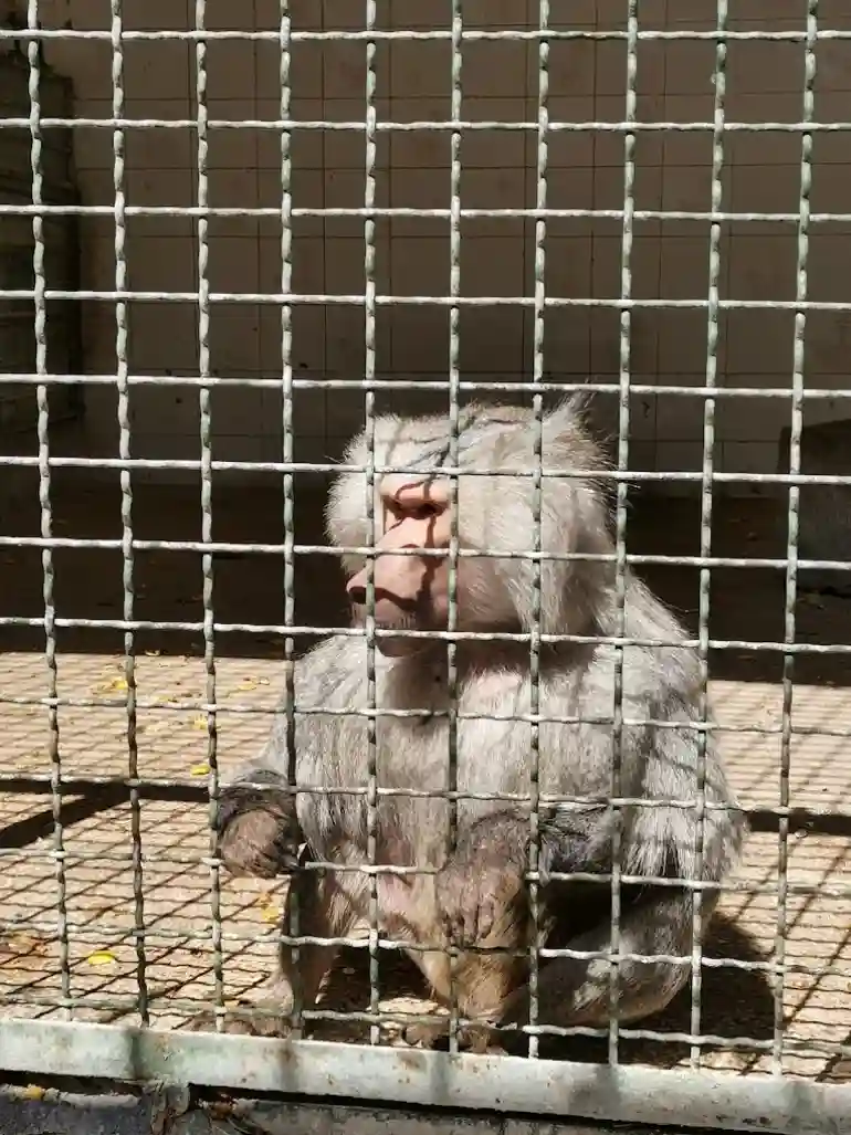 حیوانات باغ وحش مشهد