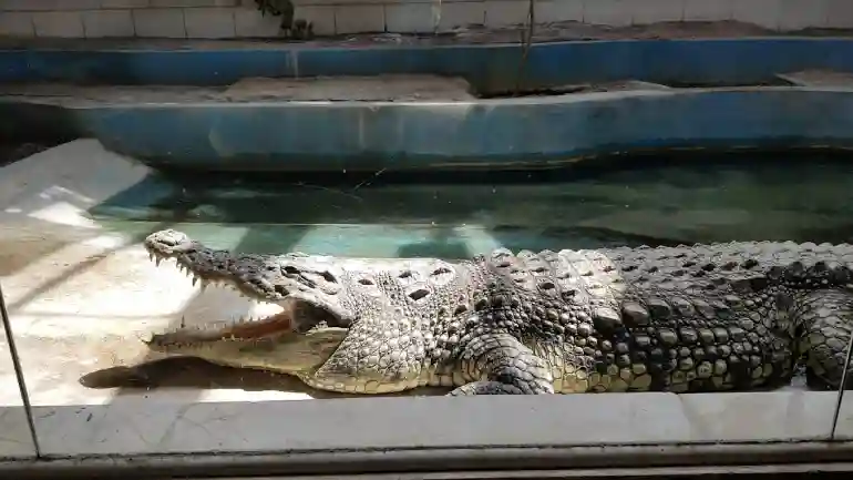 نگهداری خزندگان