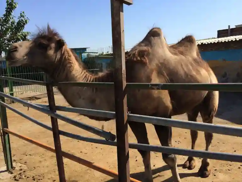 حیوانات باغ وحش مشهد