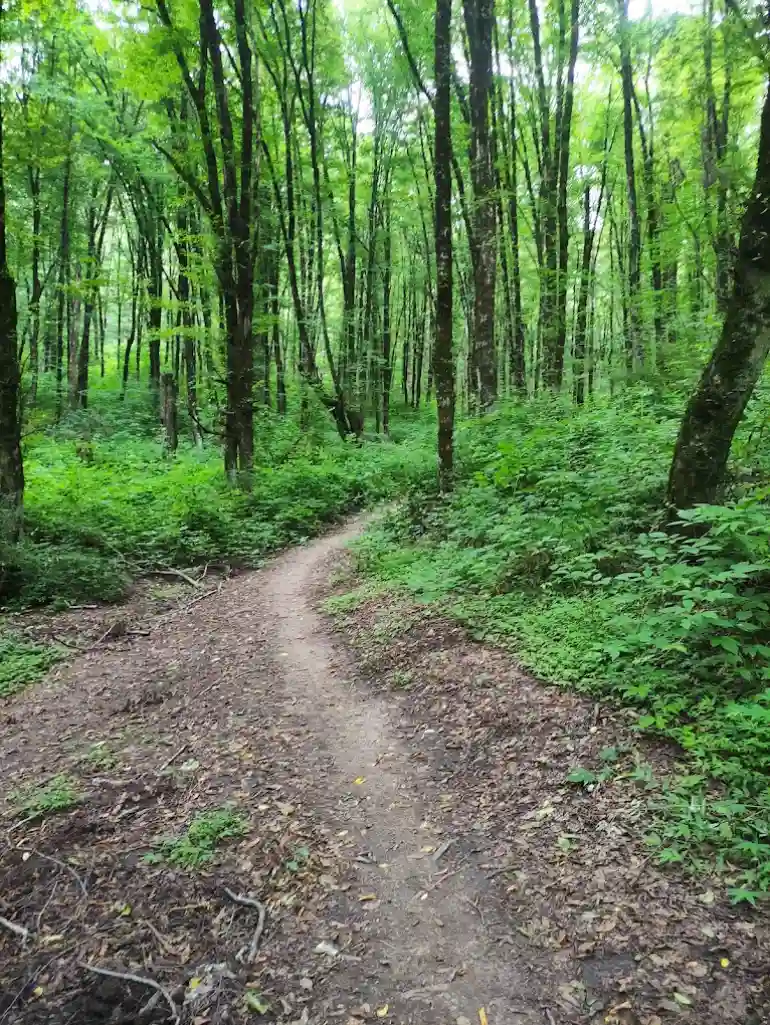 پارک جنگلی امام رضا (ع)