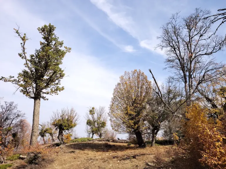پوشش گیاهی و جانوری روستای درازنو