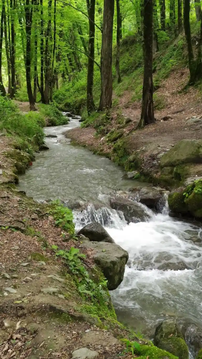 پارک جنگلی امام رضا (ع)