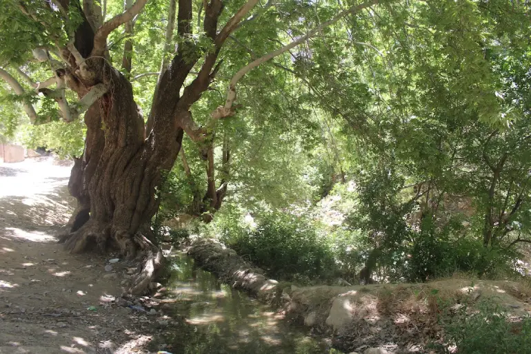 بهشت گمشده شیراز در بهار و تابستان