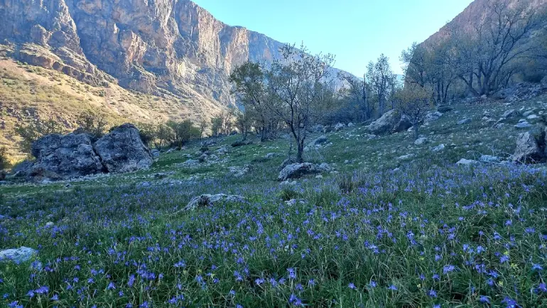 پوشش گیاهی و جانوری بهشت گمشده شیراز