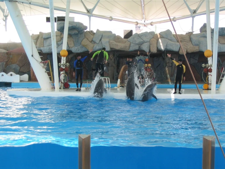 پارک دلفین کیش کجاست؟