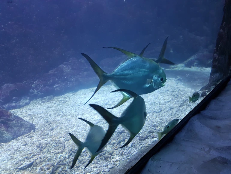 پارک دلفین کیش