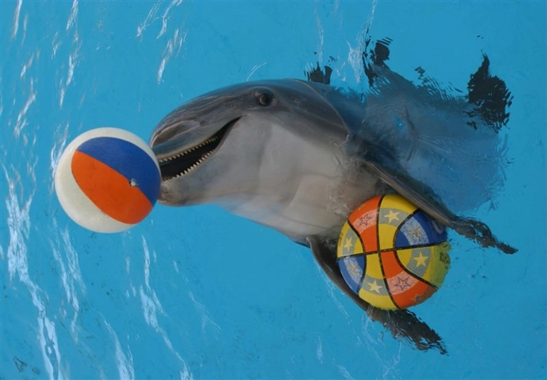 پارک دلفین کیش