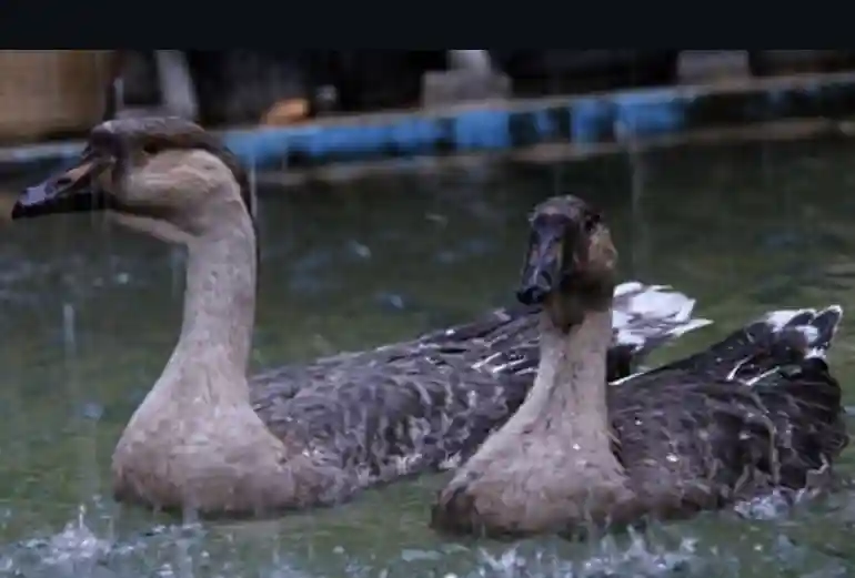 امکانات باغ پرندگان شیراز